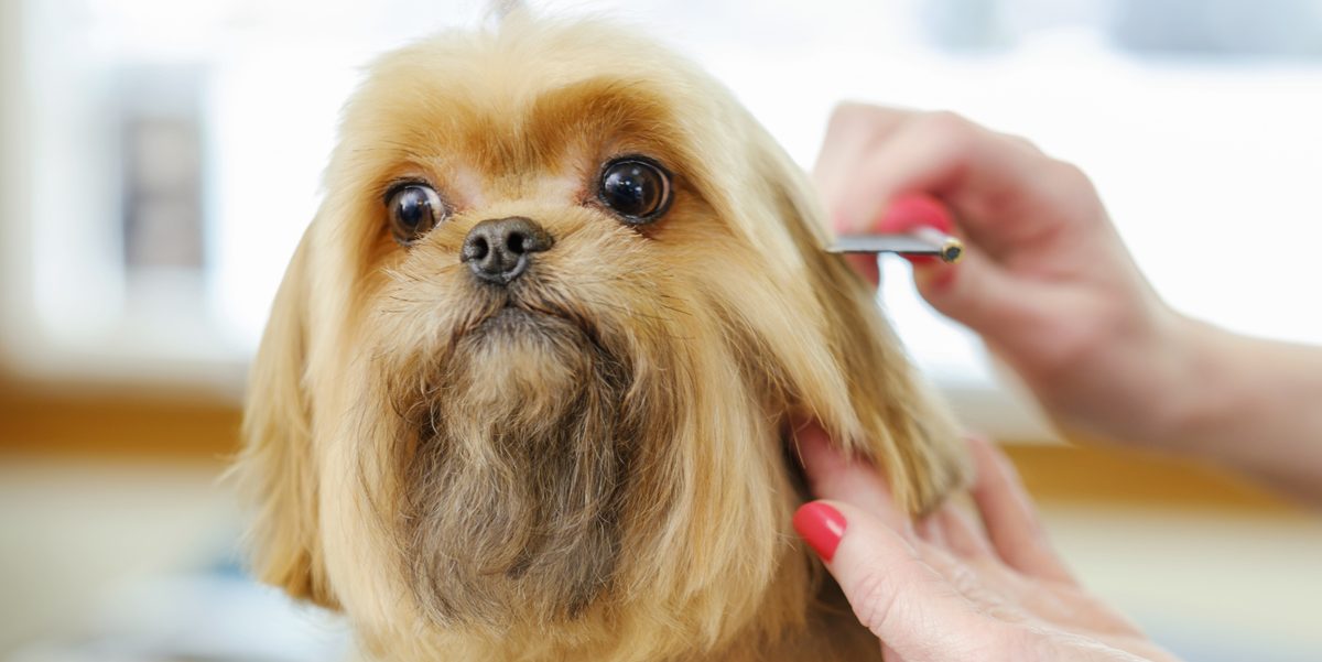 Professional Dog Grooming Petbeing
