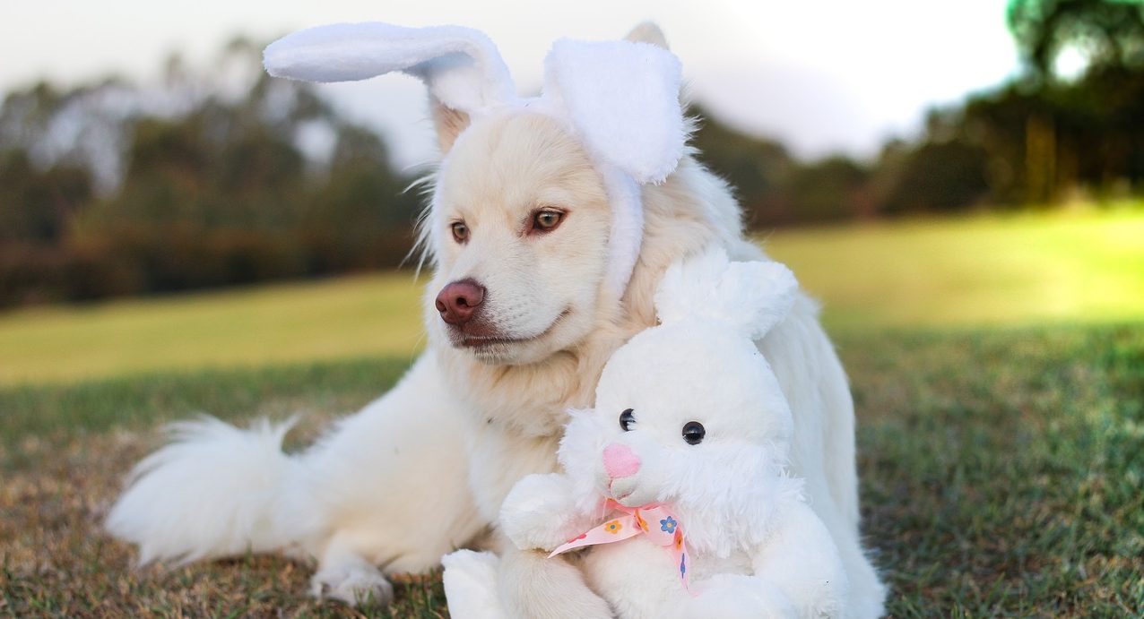 petbeing easter dog